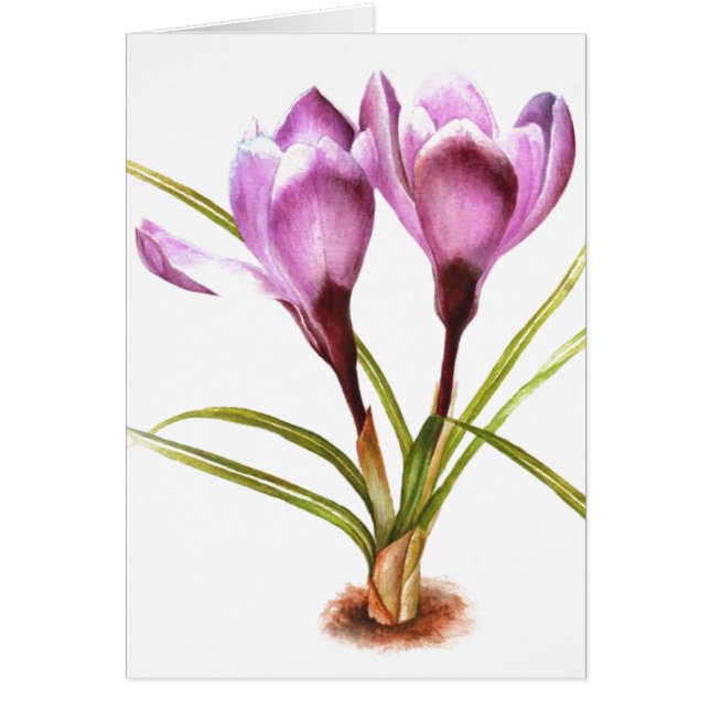 "Crocus Roxo" cartão em branco de arte fina para t (Frente)