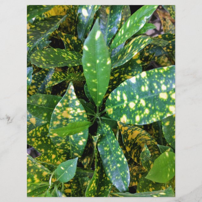 Croton Plant (Frente)