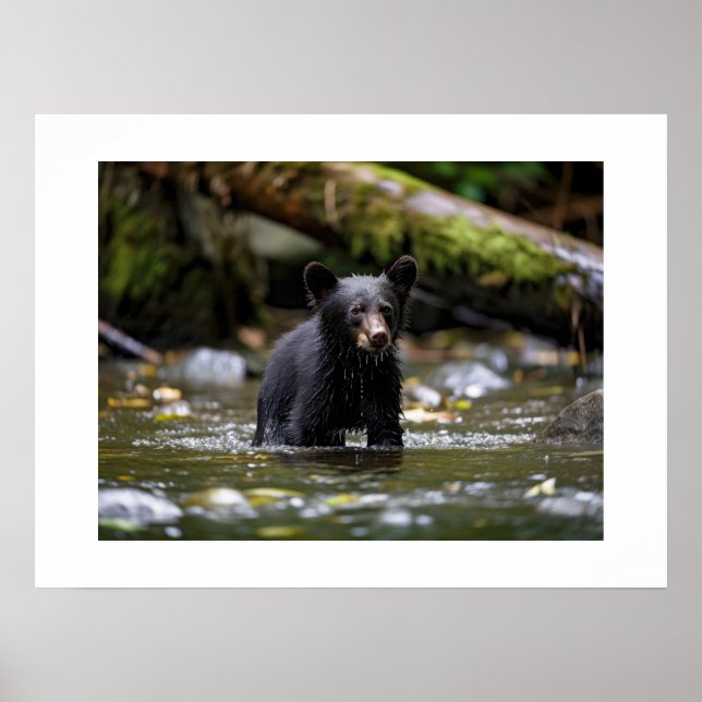 Cubo do Urso poster Yellowstone (Frente)