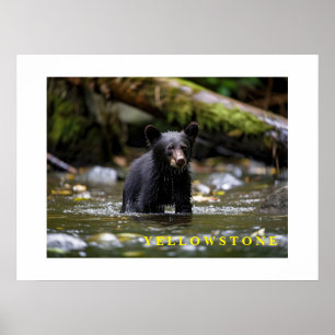 Cubo do Urso poster Yellowstone