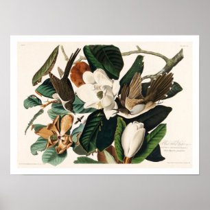Cuco de bico preto por Poster de Audubon