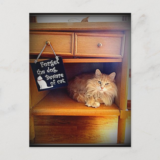 cuidado com o cartão postal de gato (Frente)