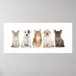 Cuppies e Kittens - Poster - srf