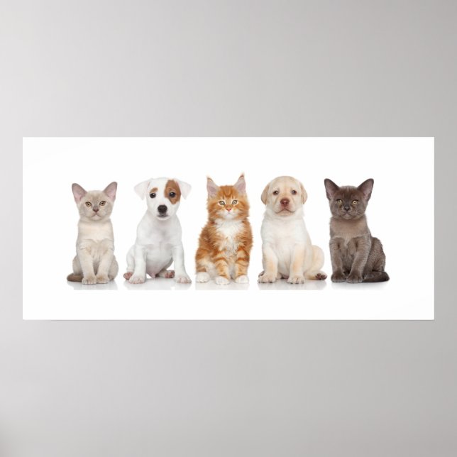 Cuppies e Kittens - Poster - srf (Frente)