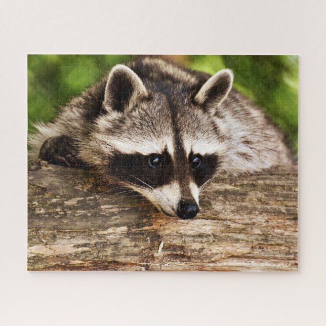 Curioso Raccoon, Quebra-cabeça de Jigsera (Horizontal)