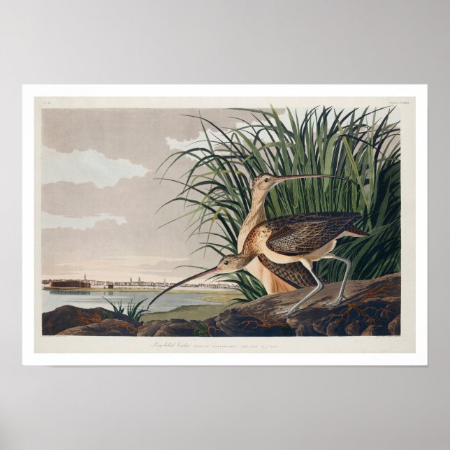 Curlew de bico longo por Poster de Audubon (Frente)