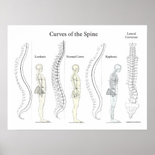 Curvas da Poster da coluna quiroprática