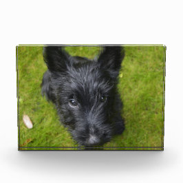 Custa Scottish Terrier Puppy