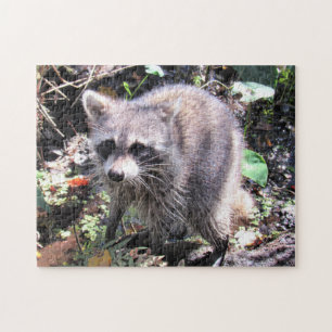 Cute Baby Raccoon Foraging Quebra-cabeça
