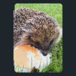 CUTE HEDGEHOG<br><div class="desc">Um ouriço giro gostando de uma grande refeição de preferencialmente!</div>