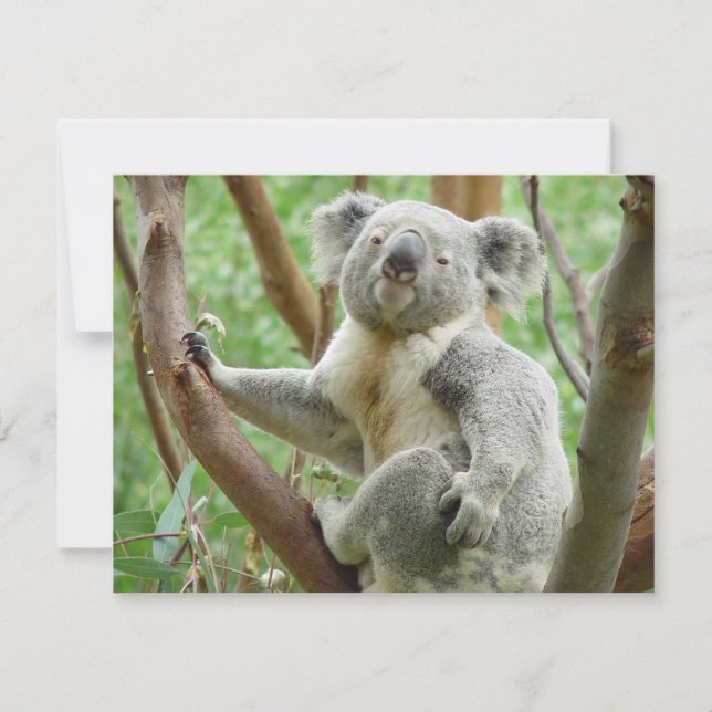 Cute Koala (Frente)
