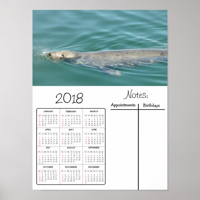 Cute Poster de Calendário de 2018 da Foca Nadando (Frente)