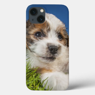Cute puppy dog (Shitzu)