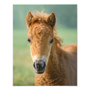 Cute Shetland Pony Foto Horse Head Frontal -
