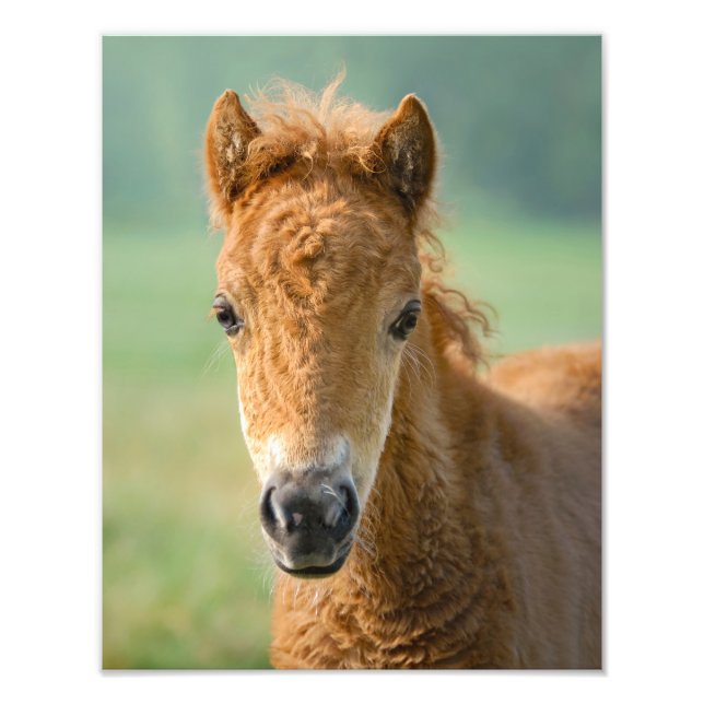 Cute Shetland Pony Foto Horse Head Frontal - (Frente)