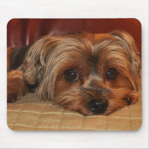 Cute Yorkshire Terrier Mousepad