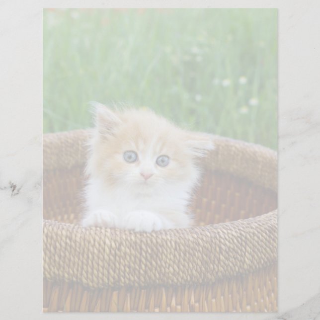 Cutest Baby Animals | Blue Eyed Kitten (Frente)