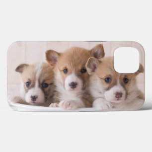 Cutest Baby Animals Cute Corgi Puppies in a Pot