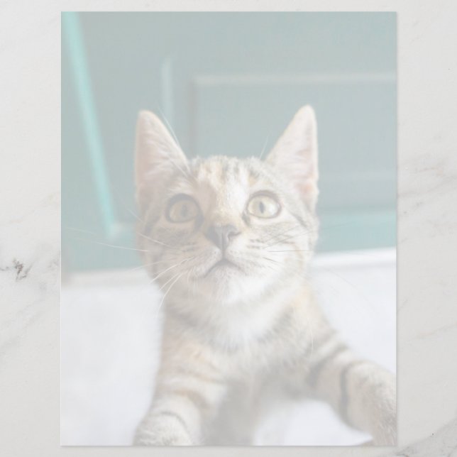 Cutest Baby Animals | Cute Tabby Kitten (Frente)