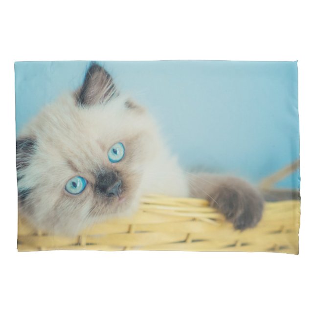 Cutest Baby Animals | Himalayan Seal Point Cat (Frente)