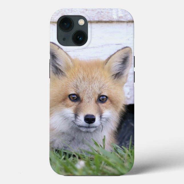 Cutest Baby Animals | Red Fox Kit Peeking (Verso)