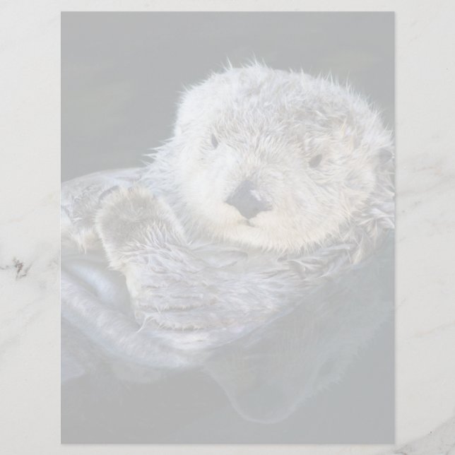 Cutest Baby Animals | Sea Otter Floating (Frente)