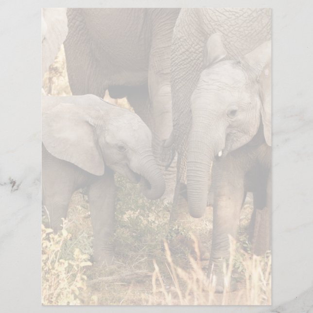 Cutest Baby Animals | Two Young Elephants (Frente)