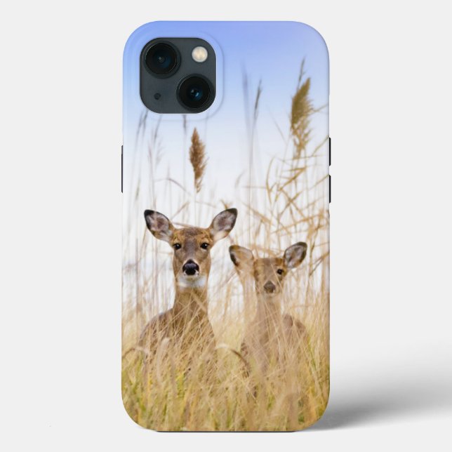 Cutest Baby Animals | Two Young White Tailed Deer (Verso)