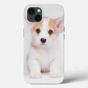 Cutest Baby Animals White Corgi Puppy
