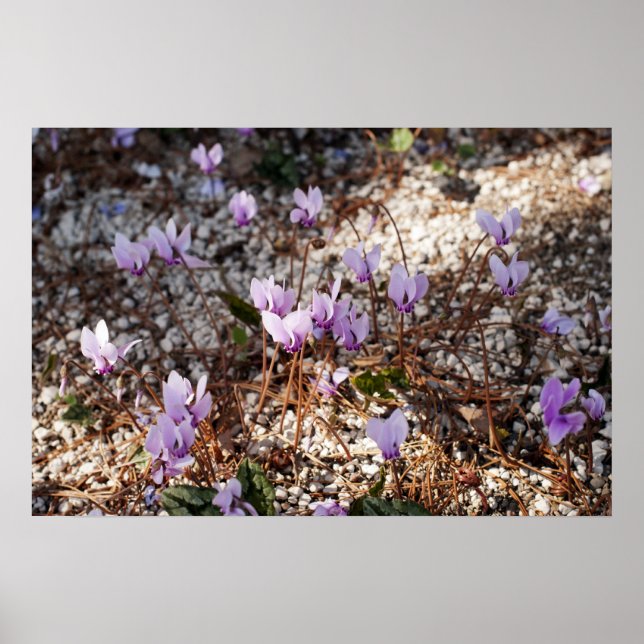 Cyclamen Poster (Frente)