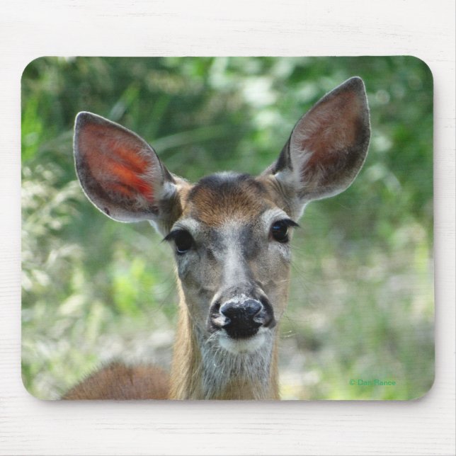D33 Fêmea de cervo-de-cauda-branca mouse pad (Frente)
