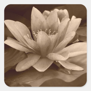 Da água etiqueta lilly