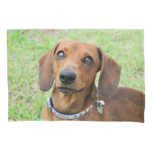 Dachshund