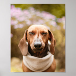 Dachshund | Cachorro bonito fecha poster