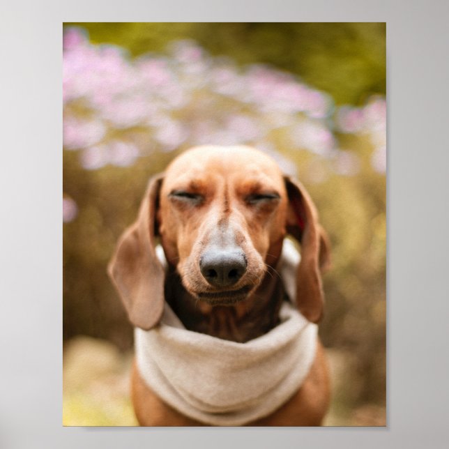 Dachshund | Cachorro bonito fecha poster (Frente)