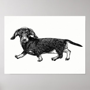 Dachshund Poster / Wall Art