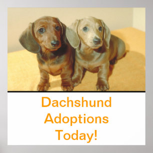 Dachshund Puppies Adoção Poster