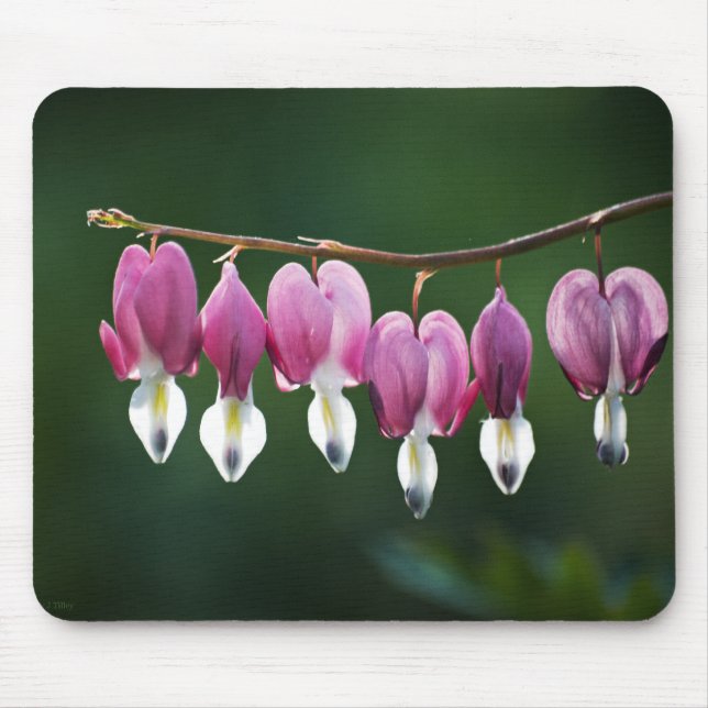 Dacil Hearts Mousepad (Frente)