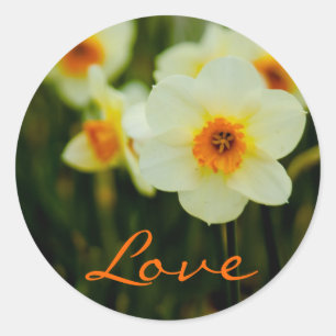 Daffodil - Adesivo de amor