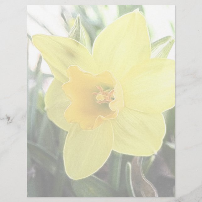 Daffodil Amarelo alegre (Frente)