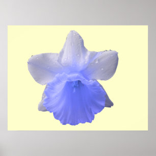 Daffodil Blue Impressão