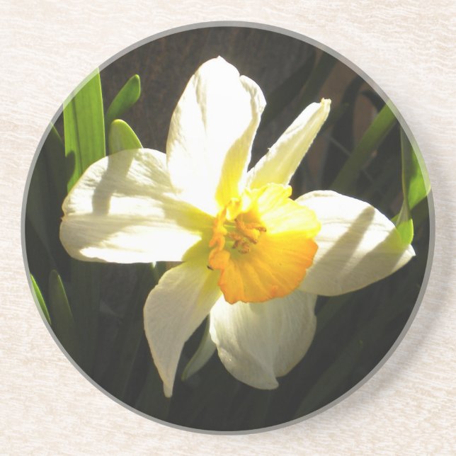 Daffodil na Porta copos de Daybreak (Frente)