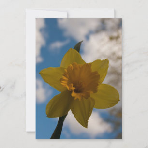 Daffodil na primavera