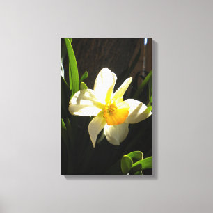 Daffodil no impressão da aurora em canvas