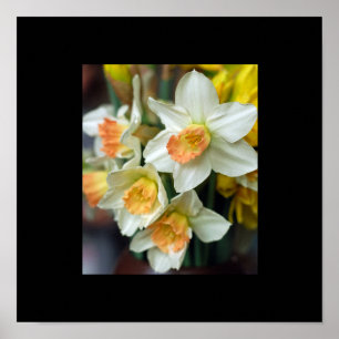Daffodil Poster