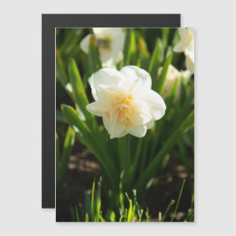 Daffodilos brancos grandes em um primavera dia