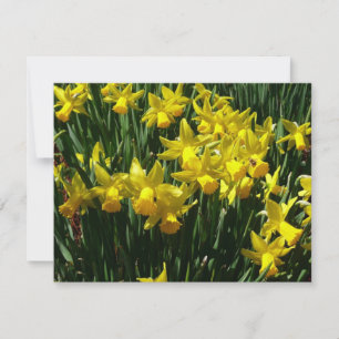 Daffodils Amarelos I Flores De Mola Cheery