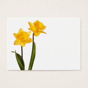 Daffodils amarelos no branco - vazio da flor do