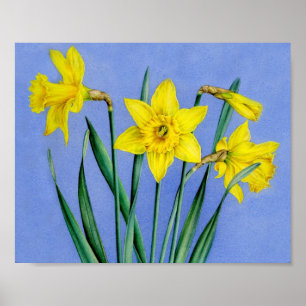 Daffodils poster de arte botânica