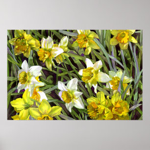 Daffodils Poster Impressão